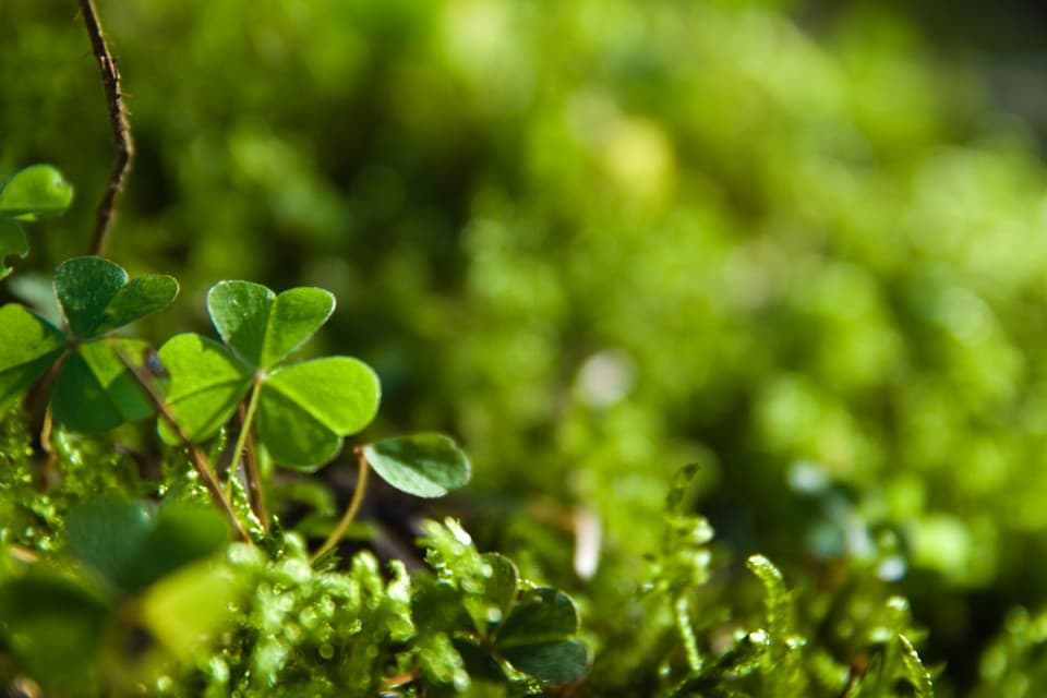 Get Your Green On: 10 Great St. Patrick’s Day Destinations