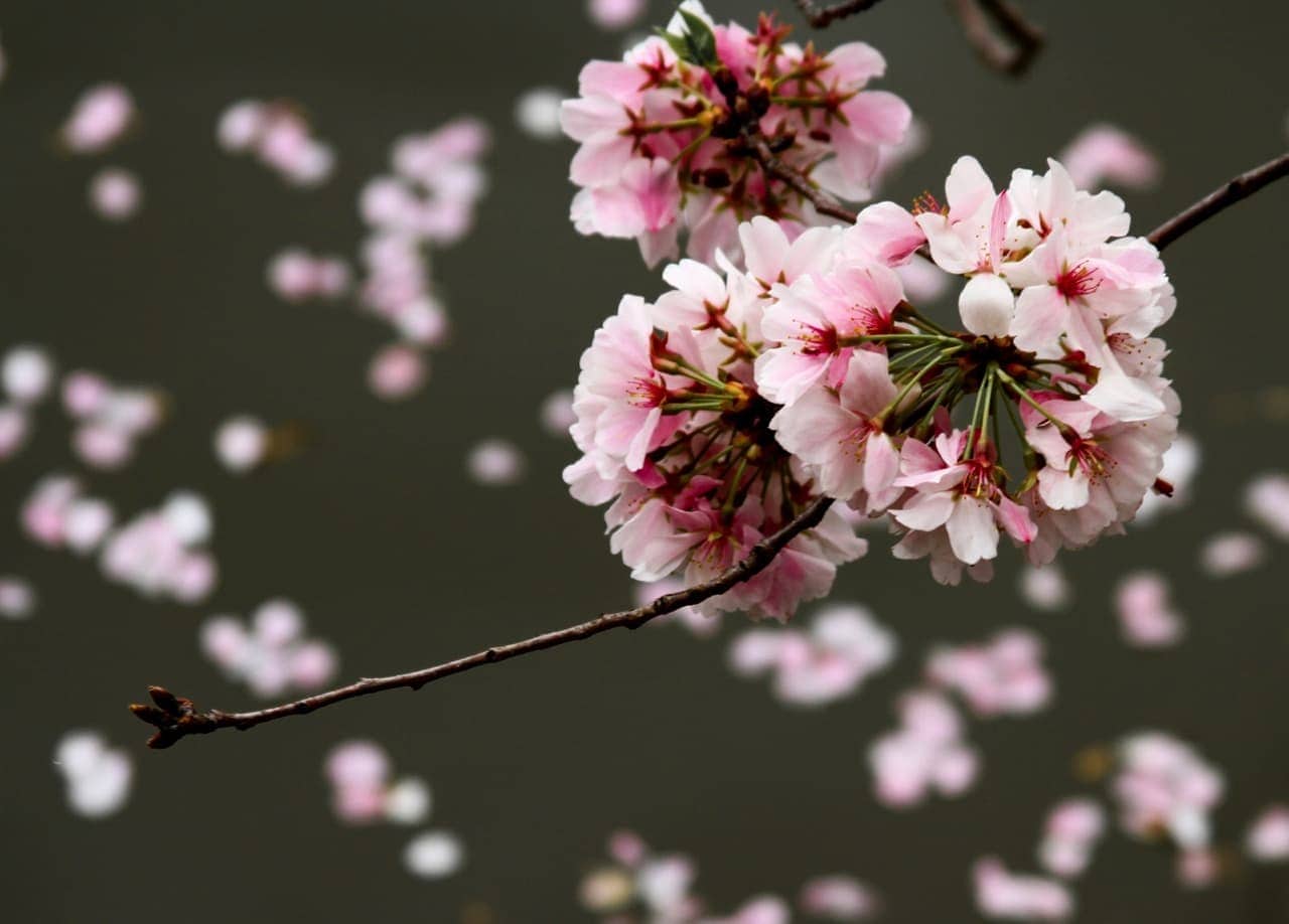 Behind The Blooms – DC’s Cherry Blossom History