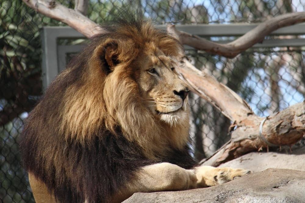 What Makes San Diego’s Zoo the Most Famous in the Country?