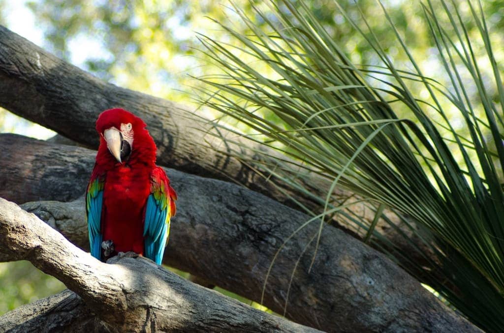 Tampa Bay Wildlife – An Adventure for the Whole Family