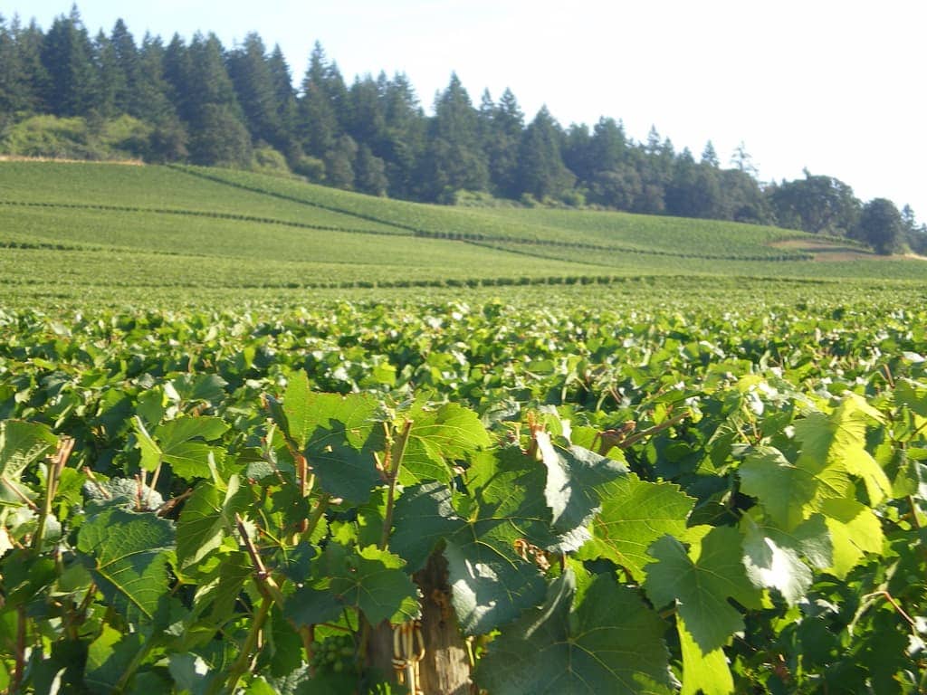 Pacific Northwest Wineries: Where to Sample Some of the Best