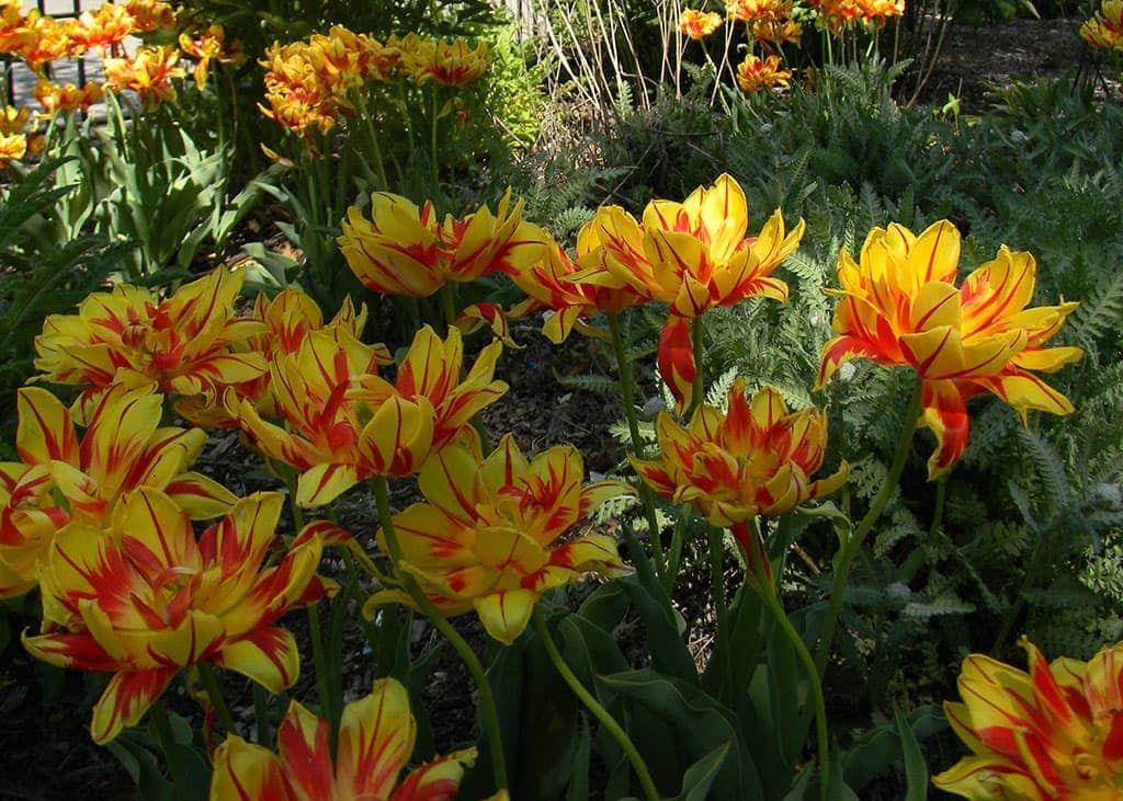 May Flowers in US National Parks