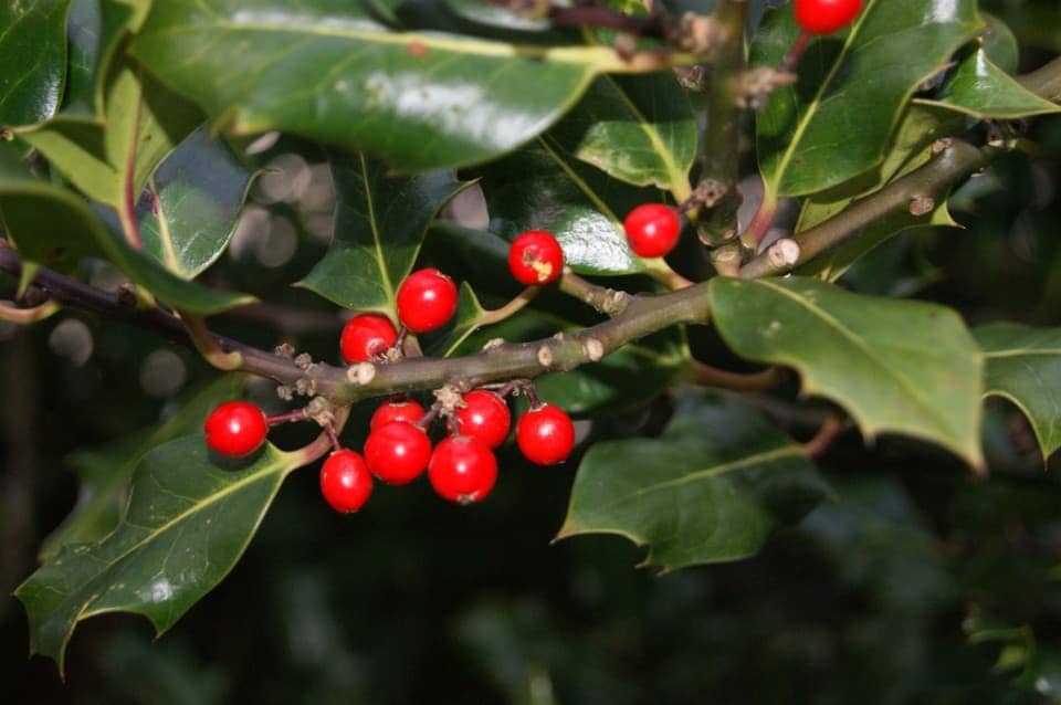 Best Free Holiday Activities in the Southeast