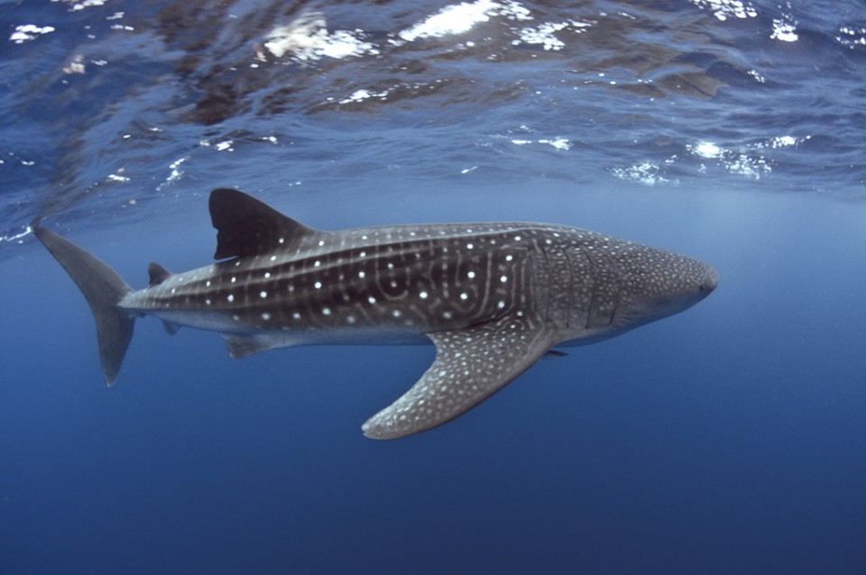 Bucket list activities: Whale sharks
