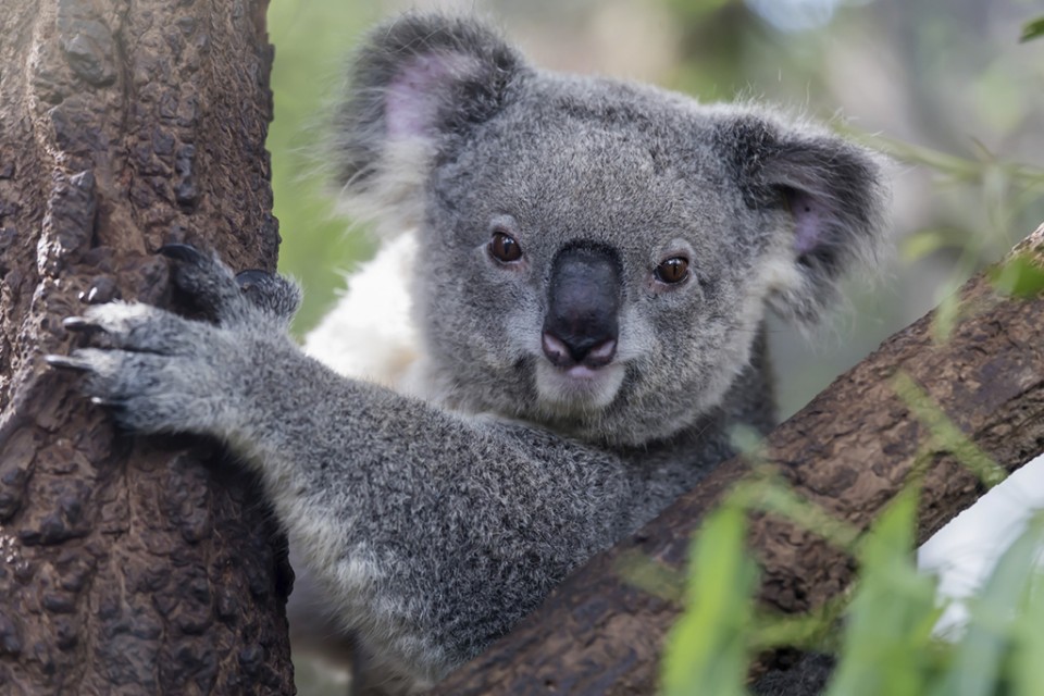 Koalas