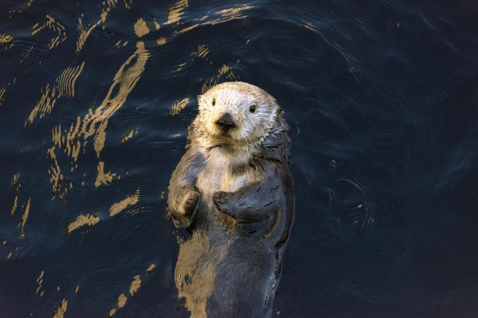 Sea otters are one of the most popular residents at the Monterey Bay Aquarium.