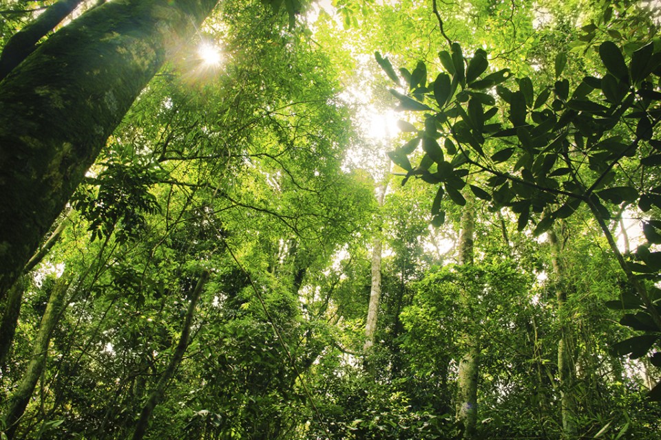 Rainforest