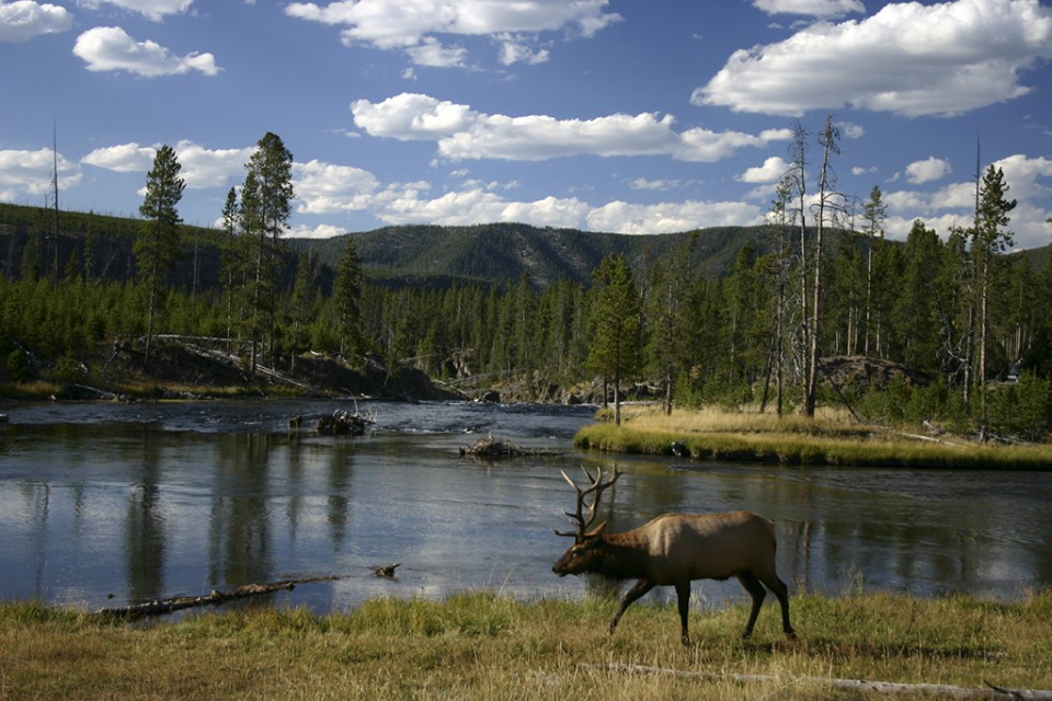 Moose