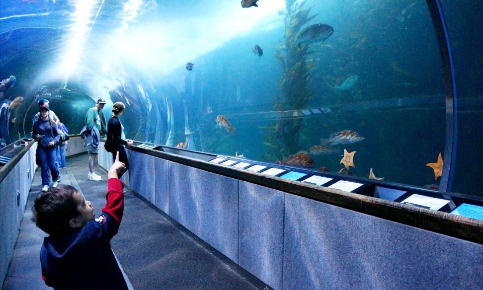 A Family Guide To Fisherman’s Wharf