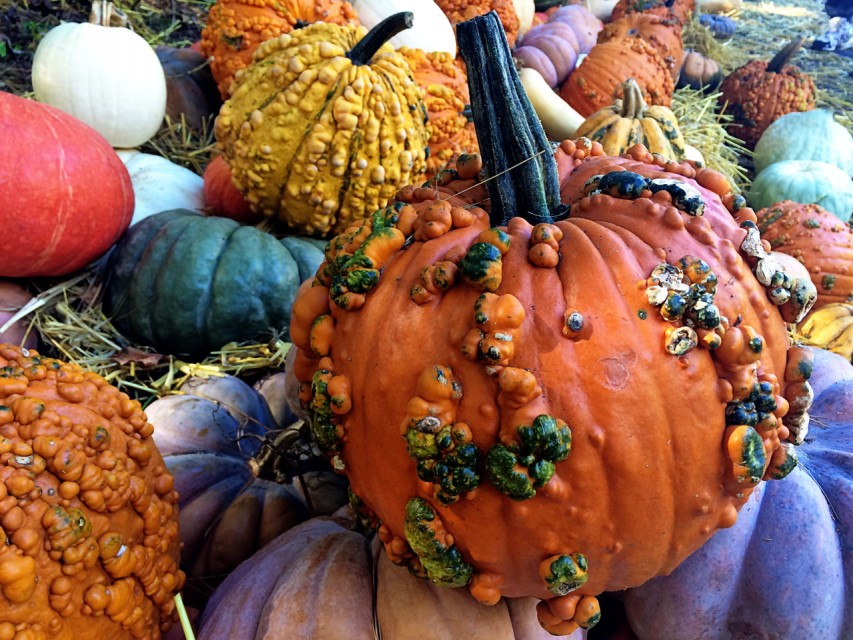How to Spot a Great Pumpkin Patch
