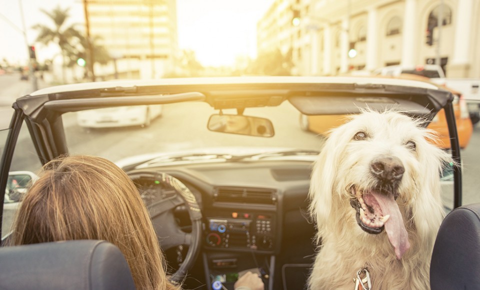 What to Look for in Pet-Friendly Travel