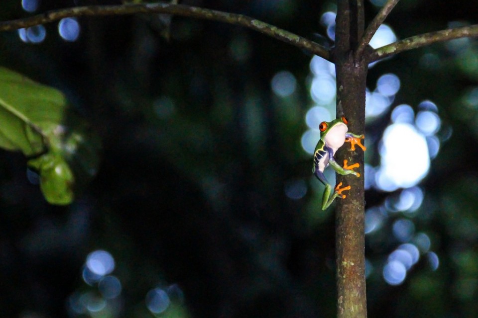 The Amazon of Costa Rica