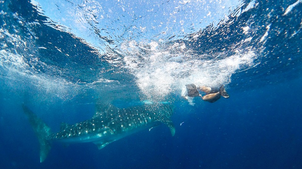 swimming with whale sharks