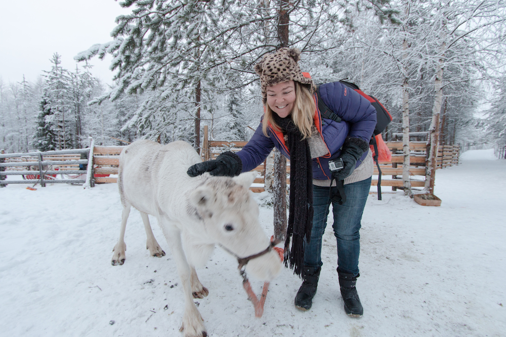Rovaniemi - Reindeer