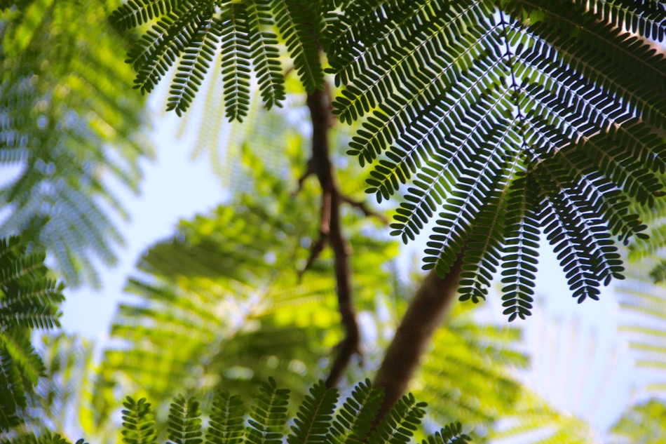 Nevis, The Island that Time Forgot