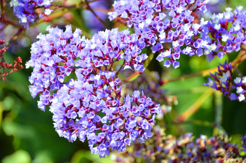 Romance Blossoms in San Diego