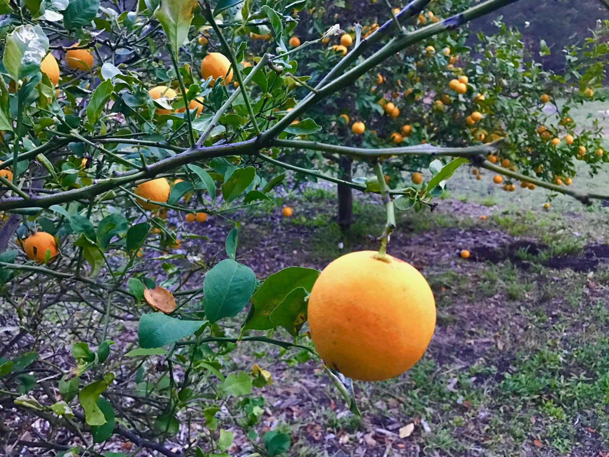 Orange Groves