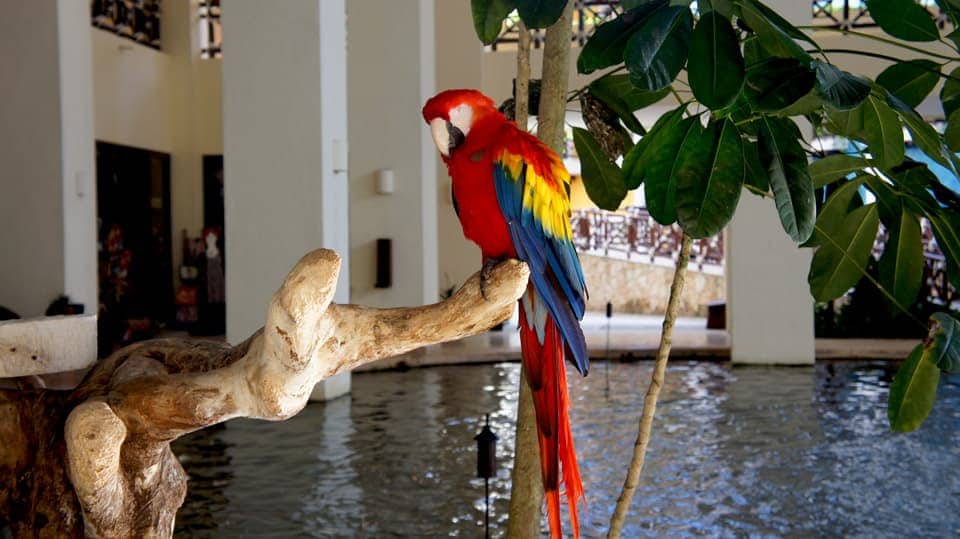 guacamaya-in-lobby