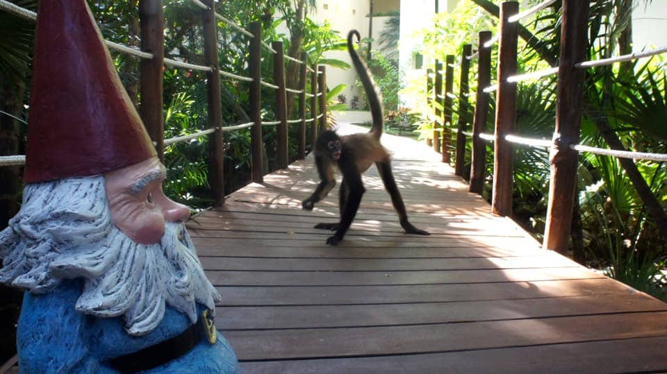 Monkeys on the resort grounds.