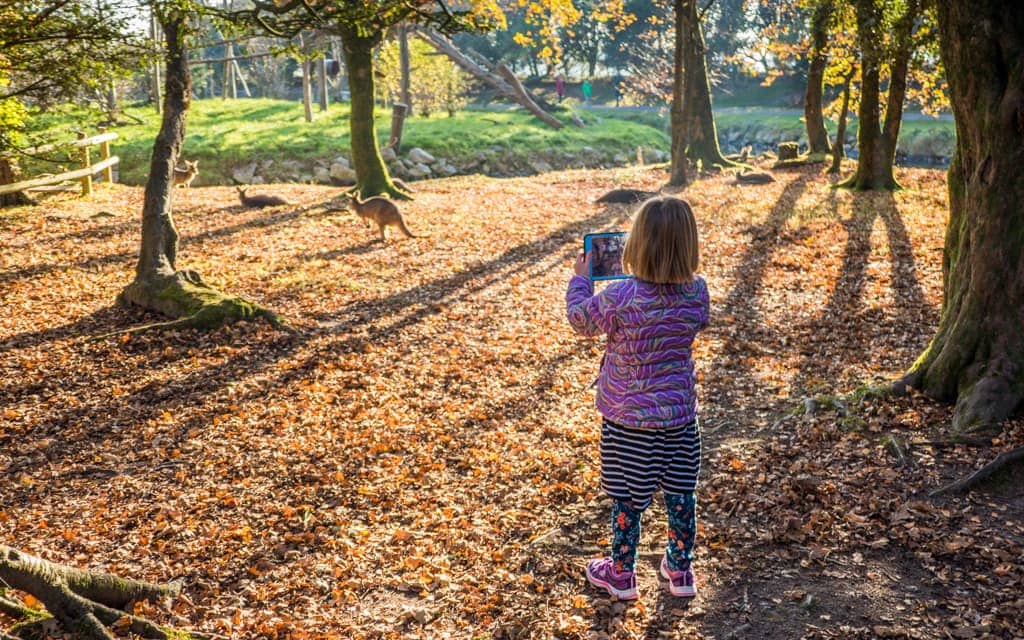 Photographing kangaroos at Fota Wildlife Park, Ireland