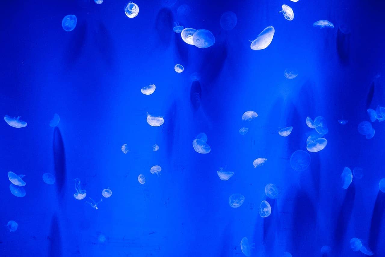 SEALIFE - orlando