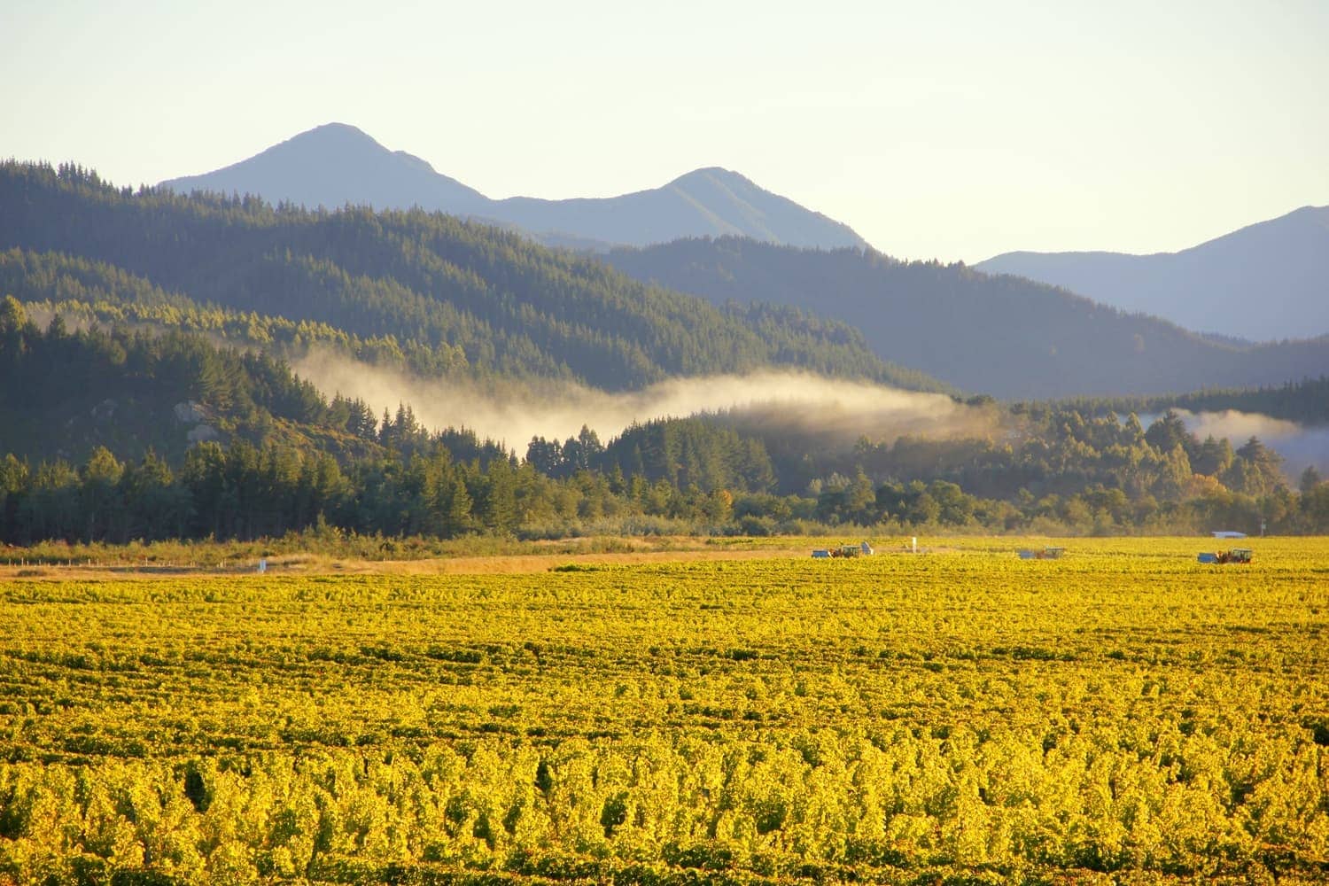 Marlborough Wine Country NZ - HoneyTrek.com