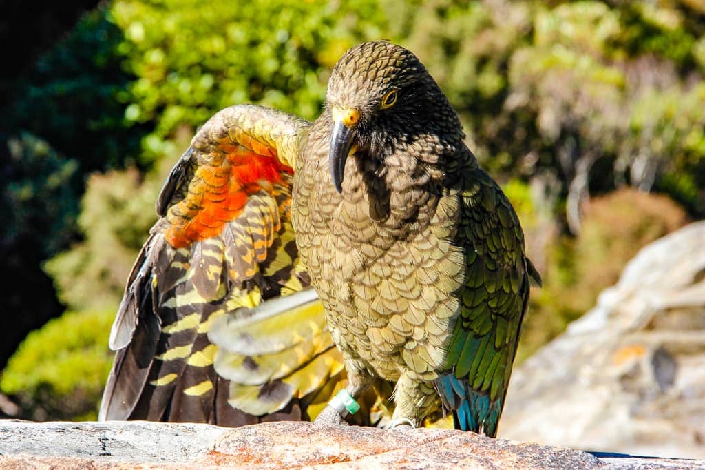 The Ultimate New Zealand Road Trip Inspire Travelocitycom