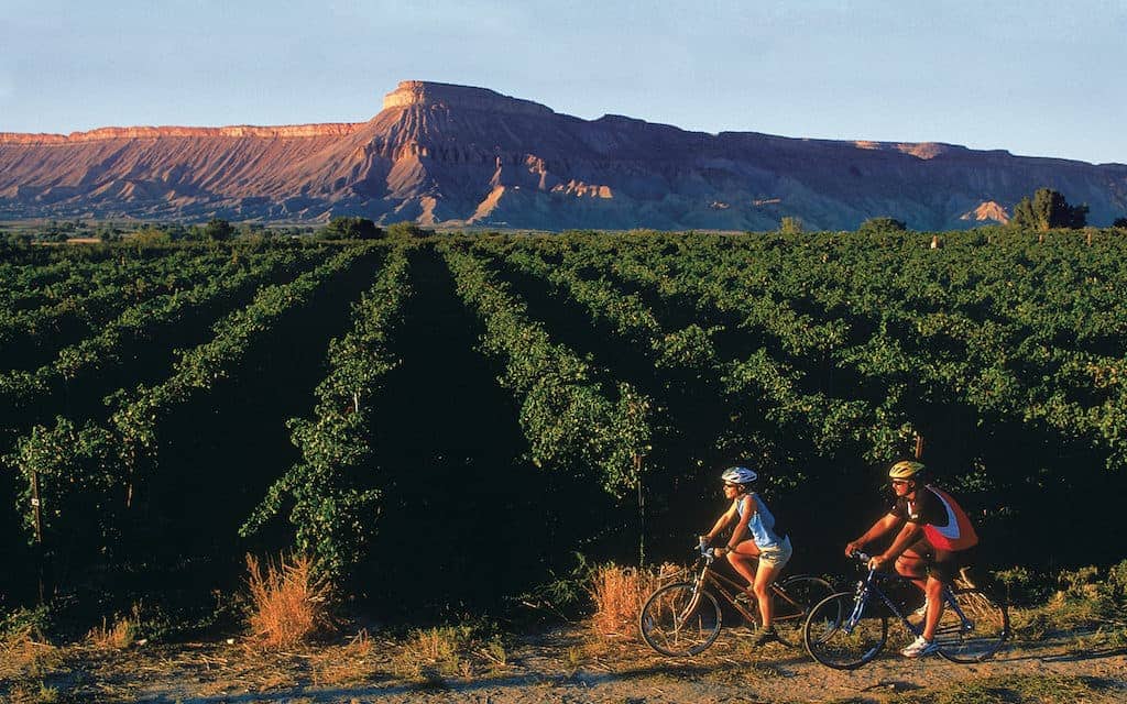 Biking through the vineyards with the Bookcliffs in the background