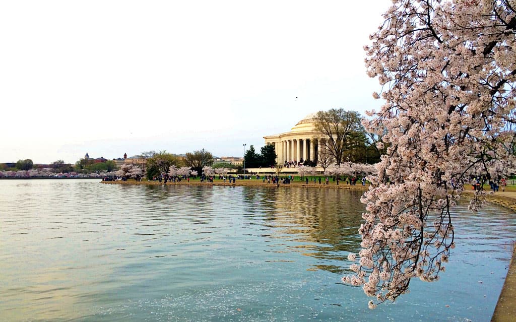 National Cherry Blossom Festival