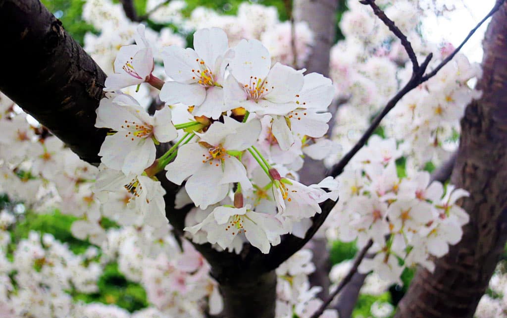 National Cherry Blossom Festival