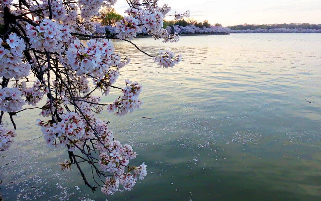 National Cherry Blossom Festival