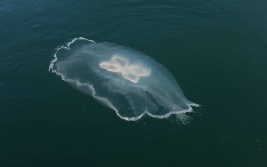 Jellyfish