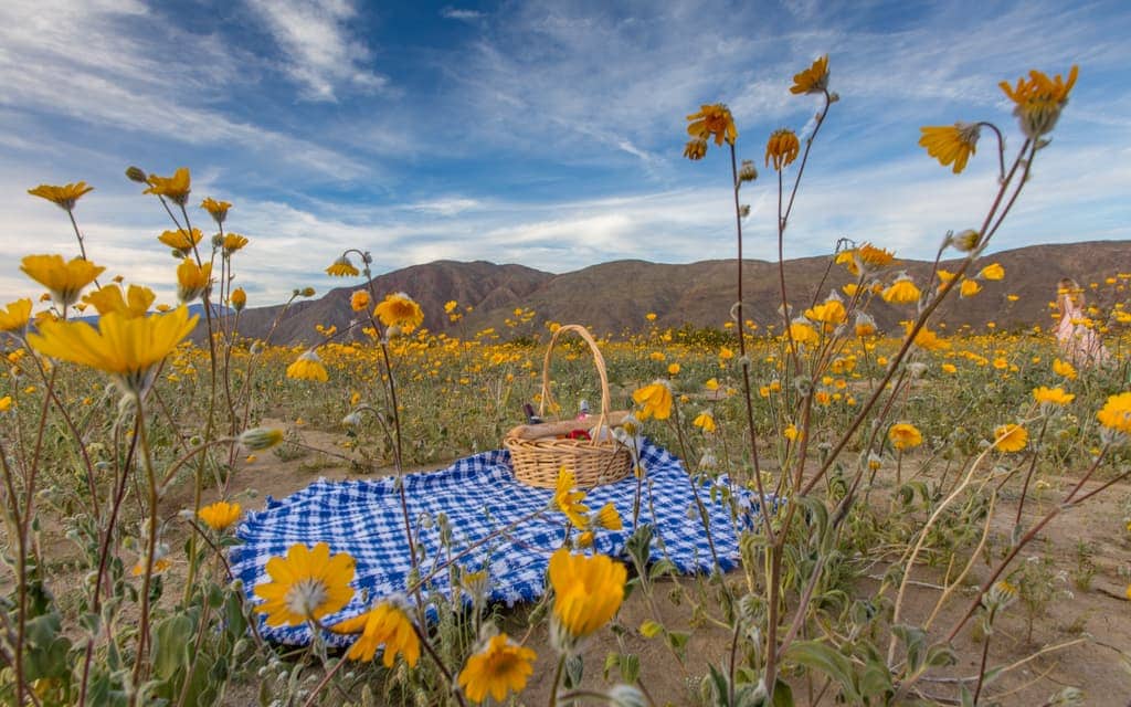 California Wildflower Bloom: Our picnic in Henderson Valley