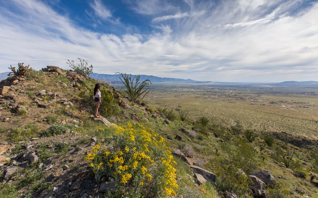 California Wildflower Bloom: Looking out over Borrego Valley and Borrego Springs