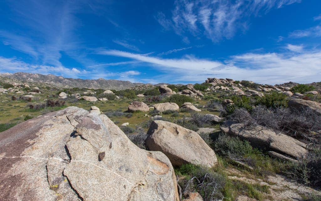 California Wildflower Bloom: Along the S22 above Borrego Springs