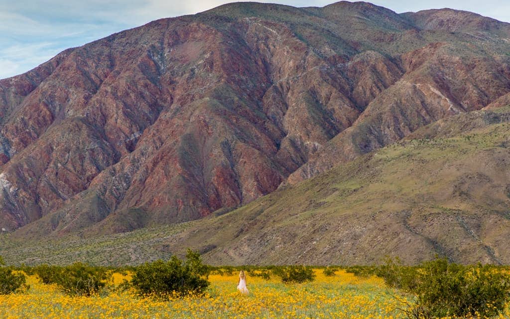 California Wildflower Bloom: Wildflowers in Henderson Canyon