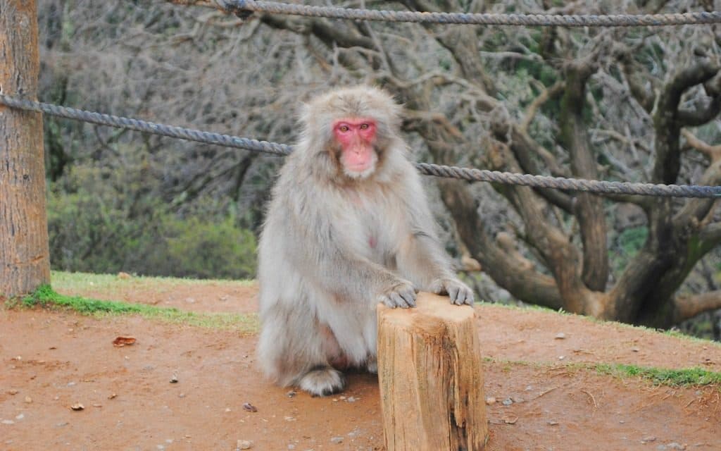 Iwatayama Monkey Park