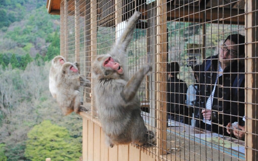 Iwatayama Monkey Park