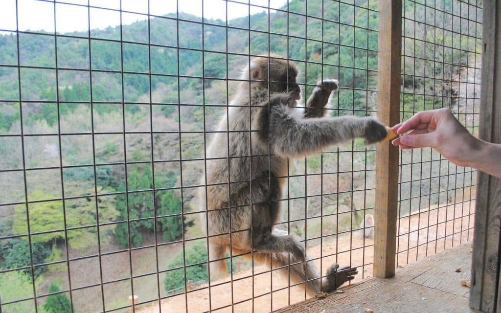 Iwatayama Monkey Park