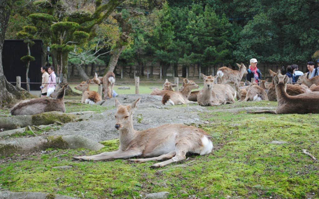 An Animal Lover’s Guide to Japan