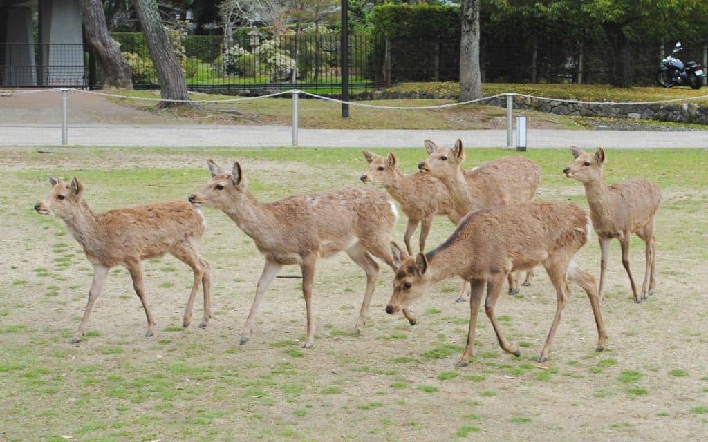 feeding the deer in Nara