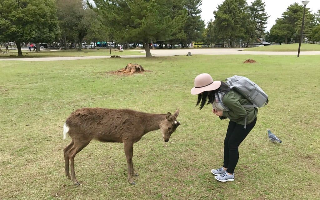 feeding the deer in Nara