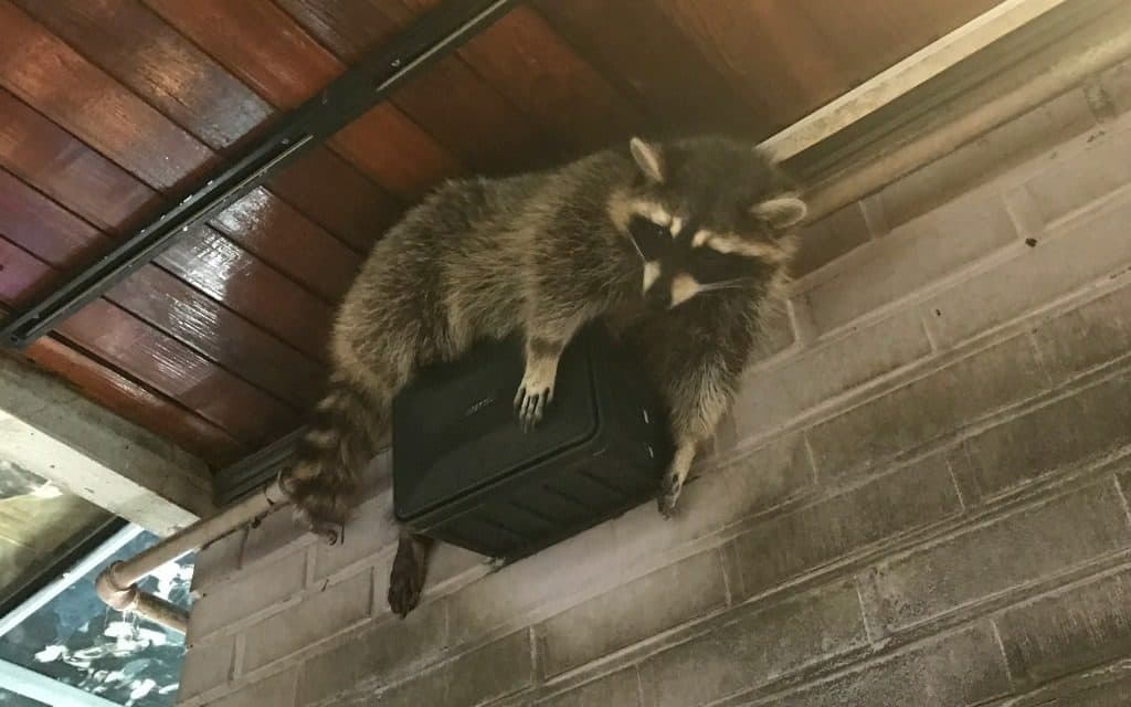 Raccoon cafe in Seoul