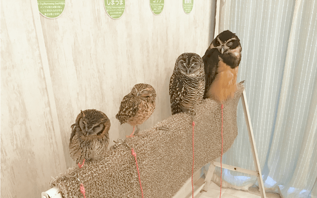 owl cafe in Tokyo