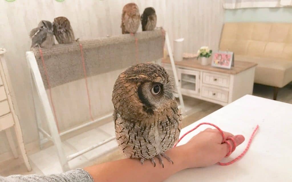 owl cafe in Tokyo