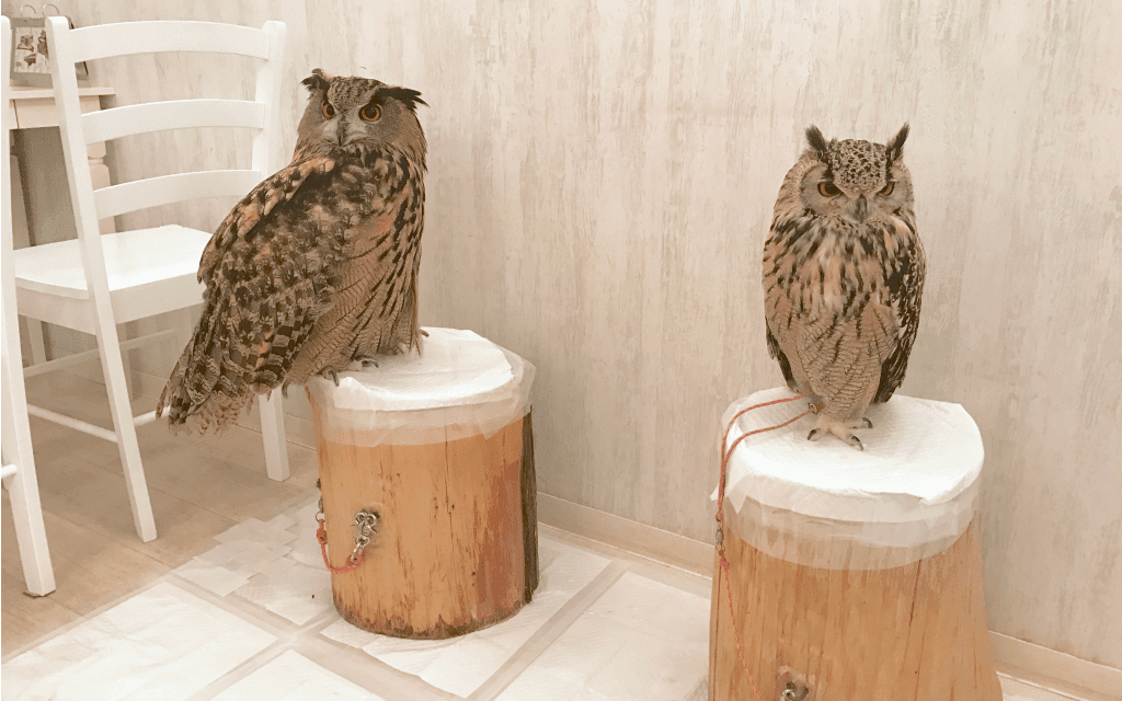 owl cafe in Tokyo