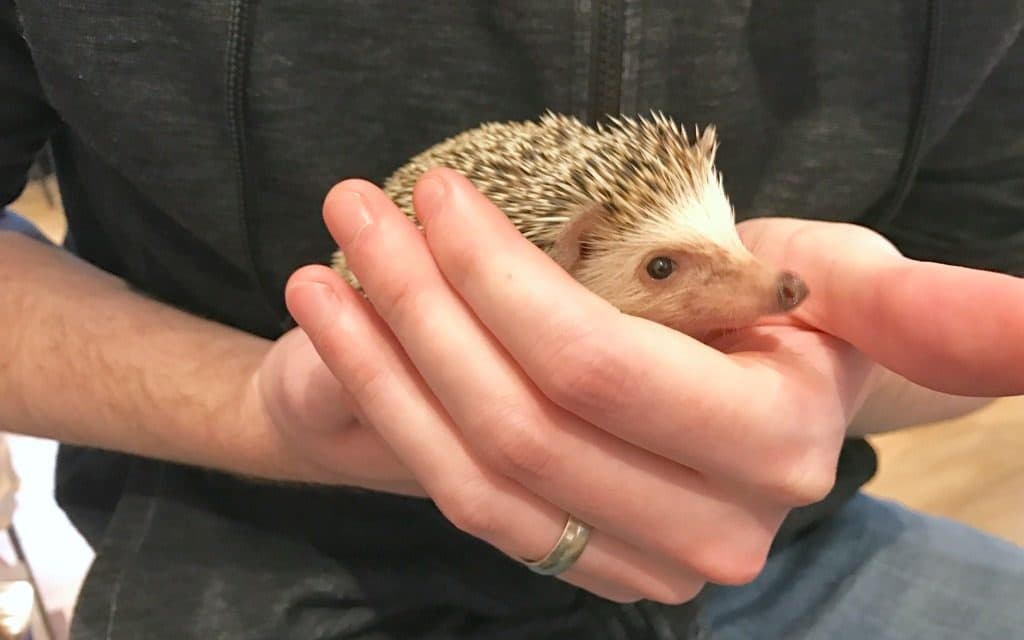 Harry Hedgehog Cafe in Tokyo
