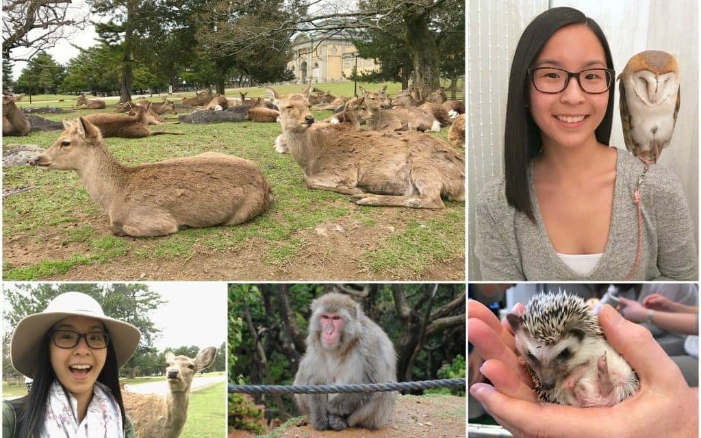 animal interactions in Japan