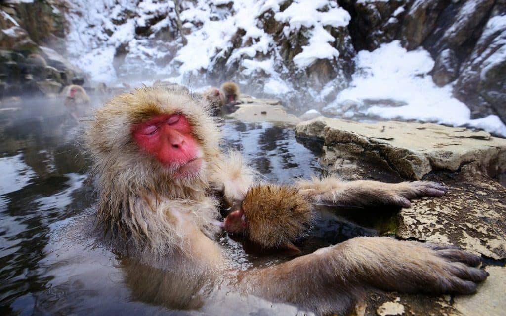 monkey hot springs in Japan