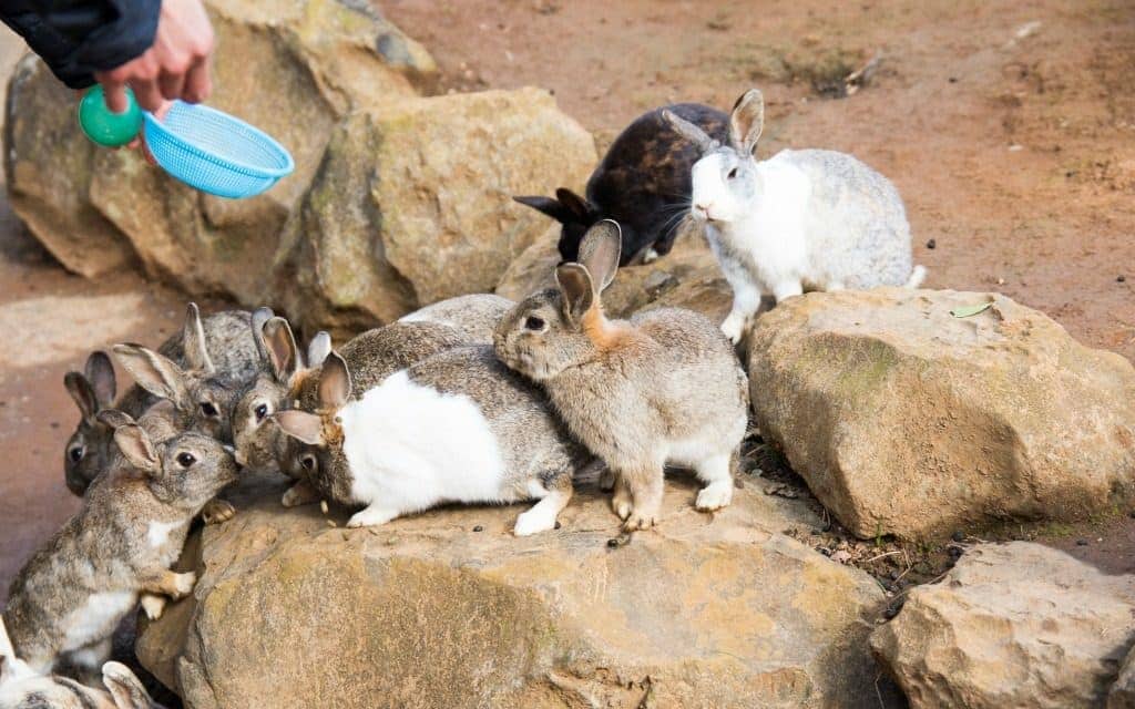 Rabbit Island Japan